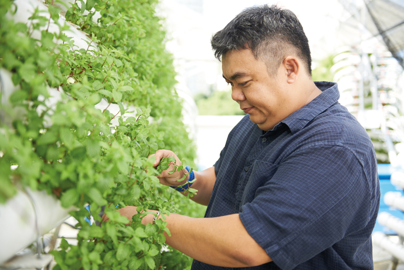Mr Lim inspects the growth of the mint plants.