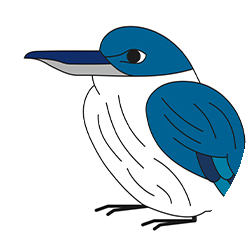 yoursay_native-species-kingfisher