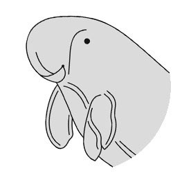 yoursay_native-species-dugong