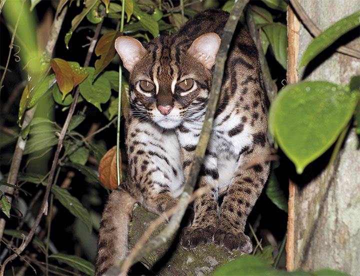 endangered-leopard-cat