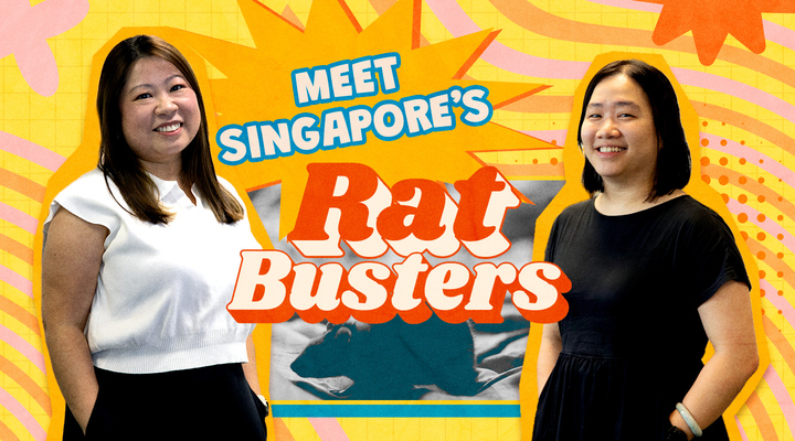 Singapore's rat busters