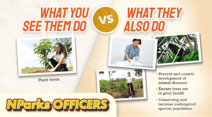 NParks officers have various job scopes relating to greenery, biodiversity conservation, wildlife and animal health, and more.