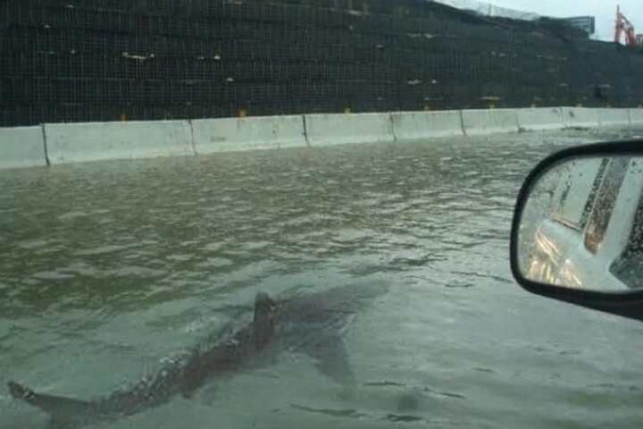 Photo of shark on a freeway
