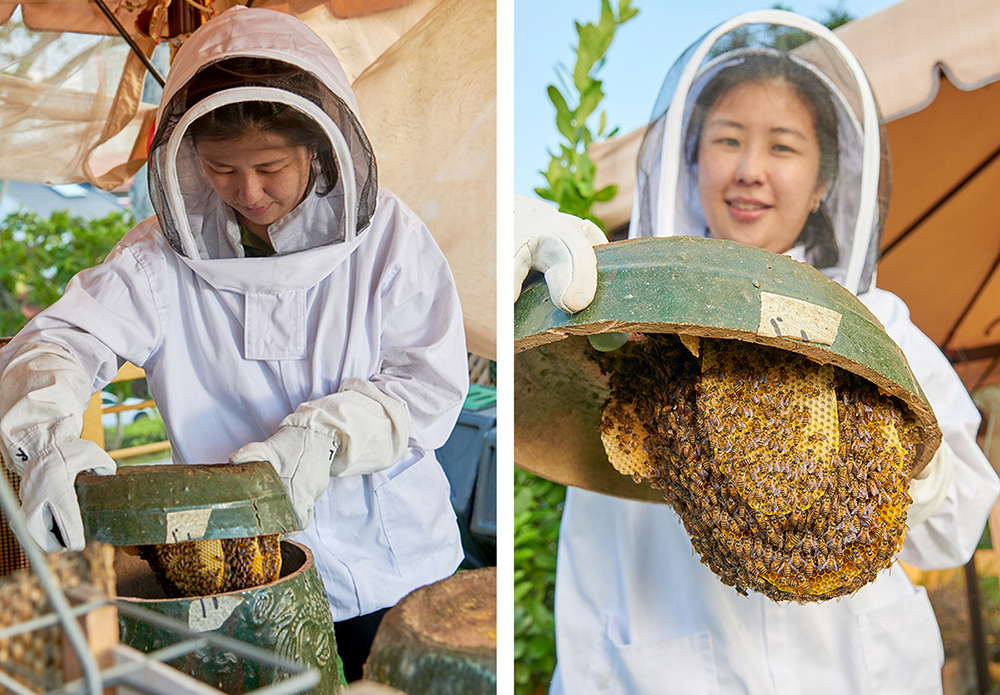 How a bee nest is removed depends on two factors: the species of bees and where the nest was built.