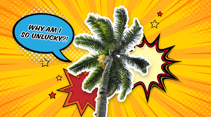 Why are palm trees unlucky?