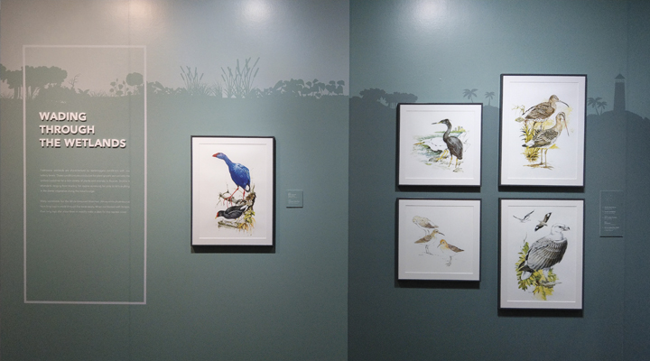 Illustrations of long-legged waterbirds 