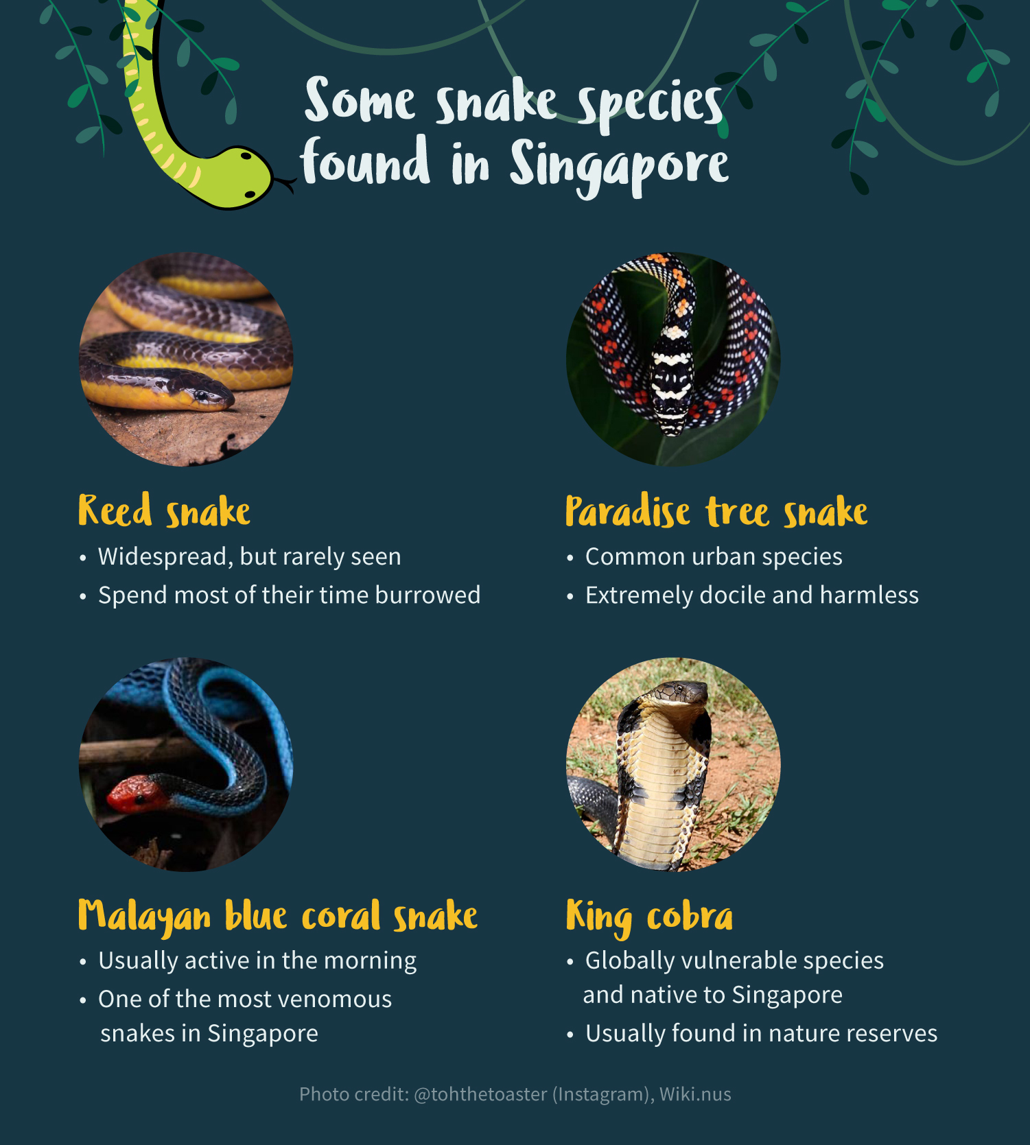 Here are some snakes that are commonly found in Singapore.