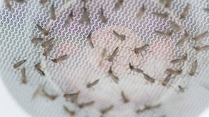 02-female-wolbachia-aedes-mosquitoes-feeding-on-blood