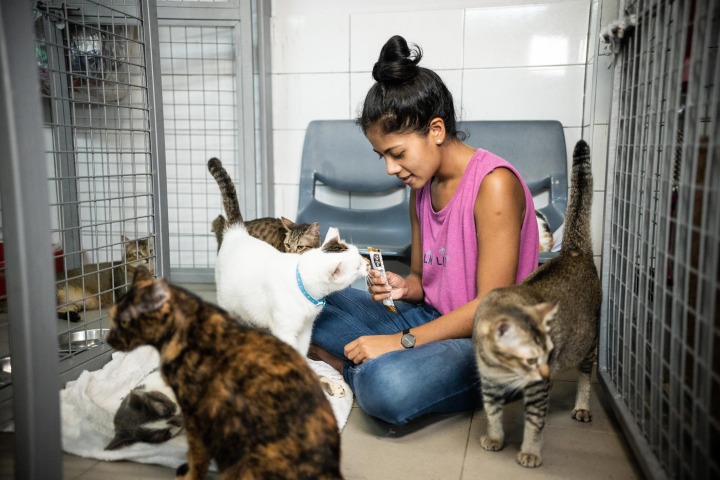 Sarah Hadi Devaraj volunteering at the Animal Lovers League with her cats. 