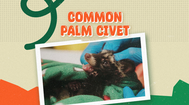 common palm civet