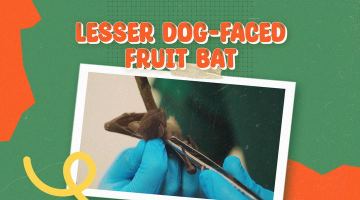 Lesser dog-faced fruit bat