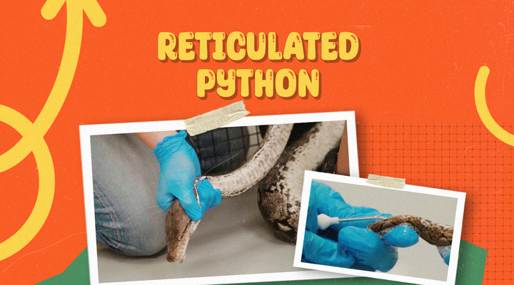 reticulated python